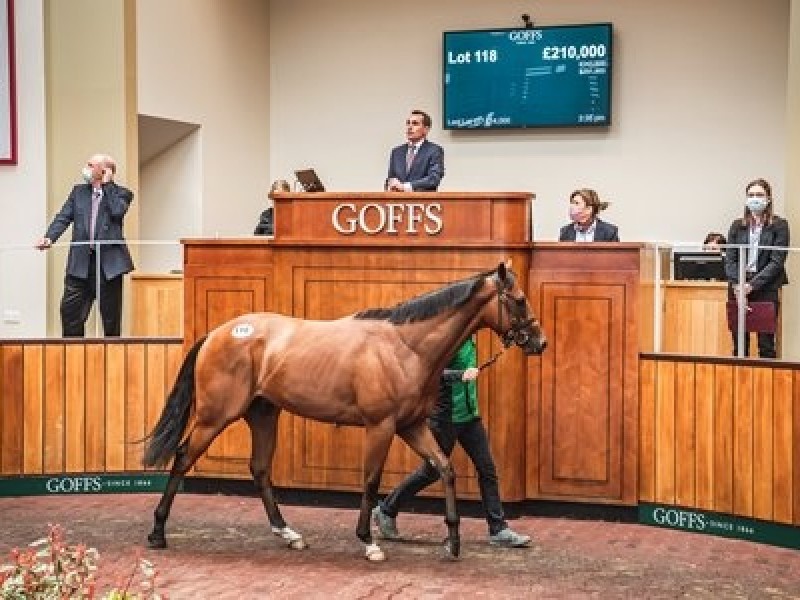 The Twilight Son colt consigned as Lot 118 in the ring at ... Image 1